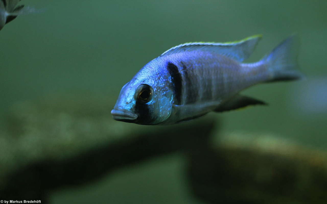 Placidochromis electra